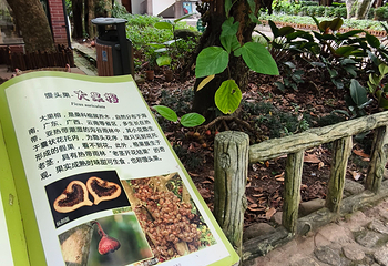 兴隆热带植物园第 86 张图片