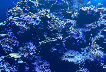 台湾海洋生物博物馆第 58 张图片