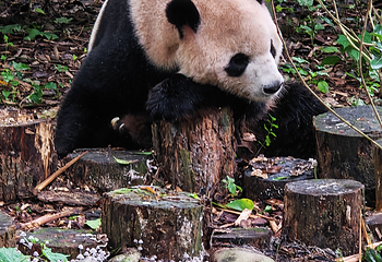 成都大熊猫繁育研究基地第 130 张图片
