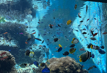 冲绳美丽海水族馆第 104 张图片