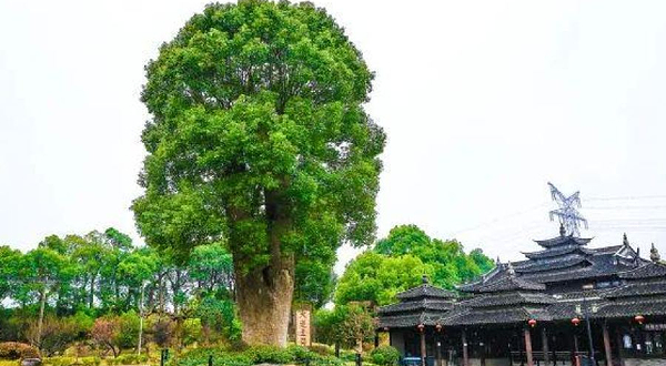 韩湘水博园-千年古樟
