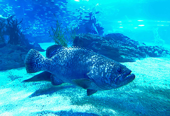 釜山SEA LIFE水族馆第 13 张图片