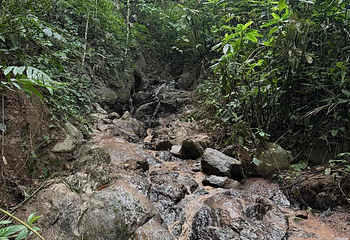 基诺山雨林徒步第 46 张图片