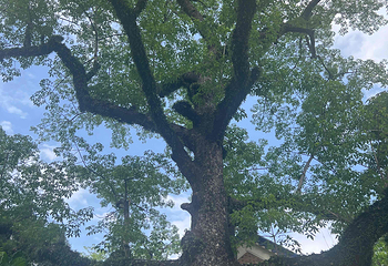 广州中山纪念堂第 66 张图片