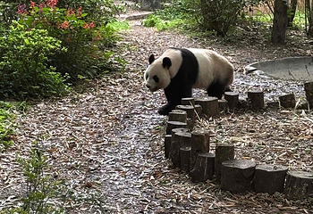 成都大熊猫繁育研究基地第 602 张图片