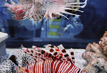 济州岛Aqua Planet水族馆第 32 张图片