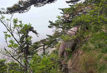 黄山风景区第 289 张图片