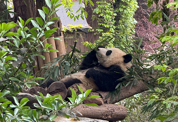成都大熊猫繁育研究基地第 289 张图片