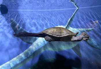 济州岛Aqua Planet水族馆第 67 张图片