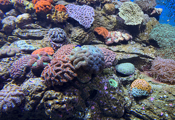 凯恩斯水族馆第 34 张图片