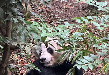成都大熊猫繁育研究基地第 417 张图片