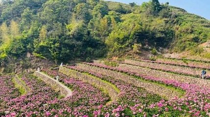 白龙山景区-芍药谷第 1 张图片