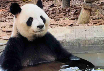 深圳野生动物园第 137 张图片