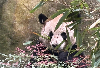 熊猫谷第 29 张图片