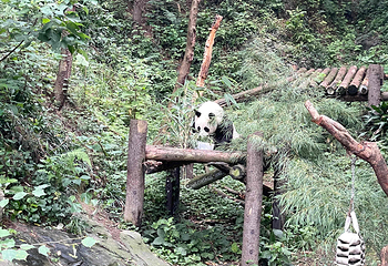 红山森林动物园第 319 张图片