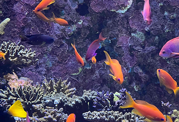 新加坡海洋生态馆第 77 张图片