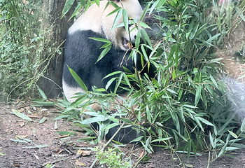 成都大熊猫繁育研究基地第 408 张图片