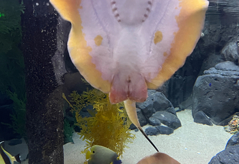 上海海洋水族馆第 167 张图片
