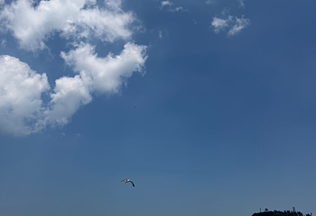 海驴岛第 49 张图片