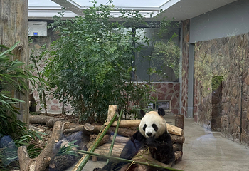 成都大熊猫繁育研究基地第 284 张图片