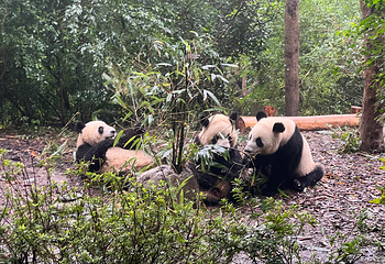 成都大熊猫繁育研究基地第 130 张图片