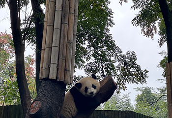 成都大熊猫繁育研究基地第 569 张图片