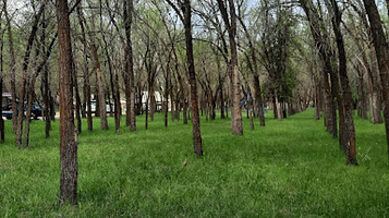 MFL ARENA Талдыкорган