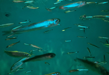 宫岛水族馆第 16 张图片