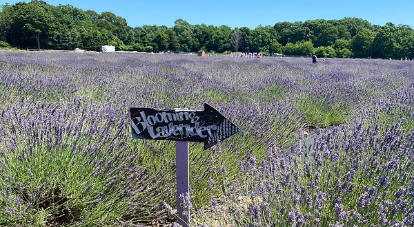 Lavender By the Bay