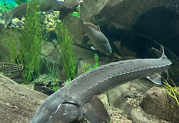 加拿大里普利水族馆第 22 张图片