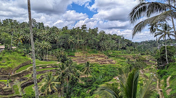 Abian Desa Rice Terrace