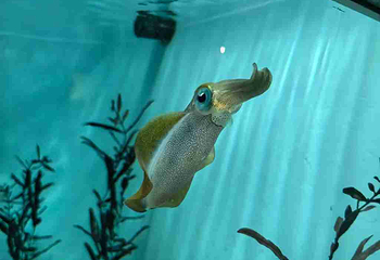 名古屋港水族馆第 28 张图片