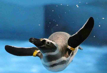 上海海洋水族馆第 186 张图片