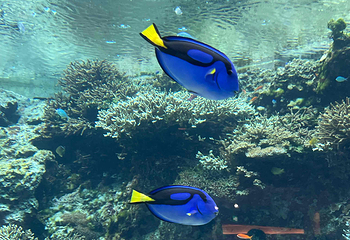 冲绳美丽海水族馆第 54 张图片