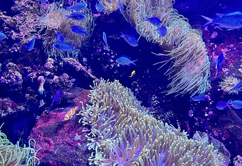 悉尼水族馆第 32 张图片