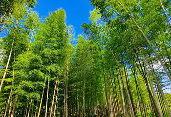 宜春明月山旅游区第 100 张图片