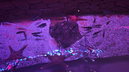 三亚亚特兰蒂斯失落的空间水族馆第 227 张图片