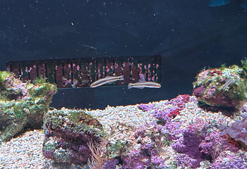 三亚亚特兰蒂斯失落的空间水族馆第 218 张图片