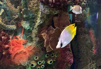 Sea Life Kansas City Aquarium第 10 张图片