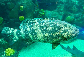 佛州水族馆第 31 张图片