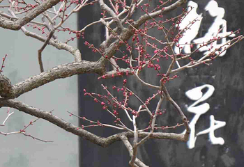 梅园第 192 张图片