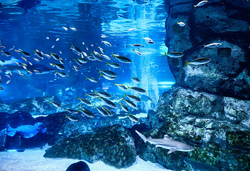 Sea Life COEX水族馆第 14 张图片