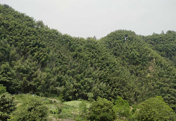 木坑竹海第 42 张图片