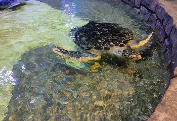 威海神游海洋世界第 75 张图片