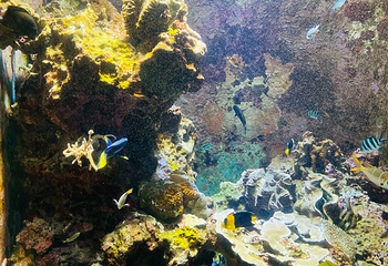 冲绳美丽海水族馆第 167 张图片