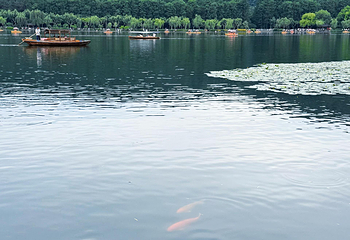 西湖风景名胜区第 309 张图片