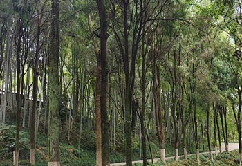 温州市景山森林公园第 10 张图片