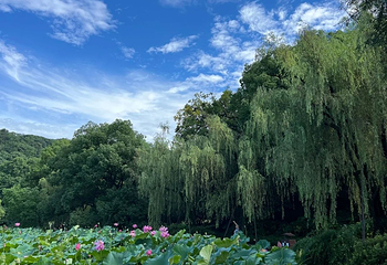 西湖风景名胜区第 299 张图片