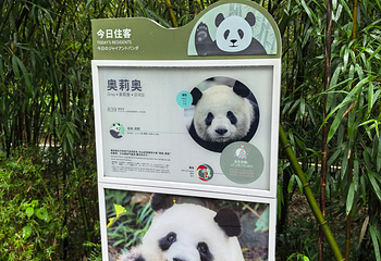 熊猫谷第 26 张图片