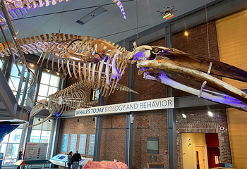 New Bedford Whaling Museum第 3 张图片